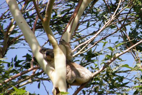 Property photo of 3 Brushtail Court Pottsville NSW 2489