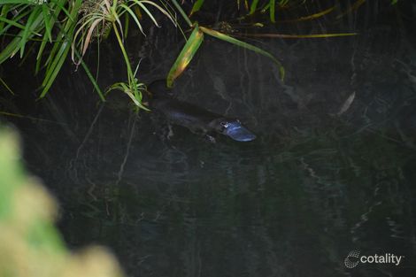 Property photo of 2066 Murphys Creek Road Ballard QLD 4352