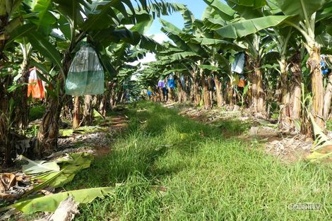 Property photo of 3 Brincat Road Utchee Creek QLD 4871