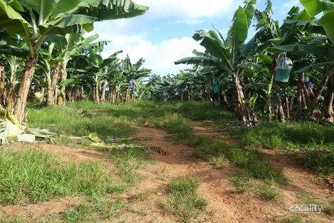 Property photo of 3 Brincat Road Utchee Creek QLD 4871