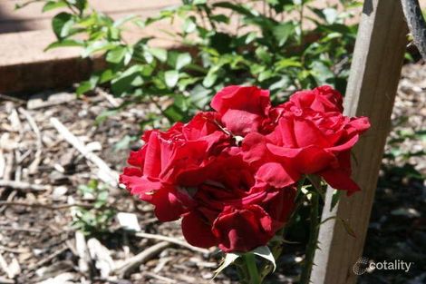 Property photo of 12 Railway Terrace Willow Vale NSW 2575