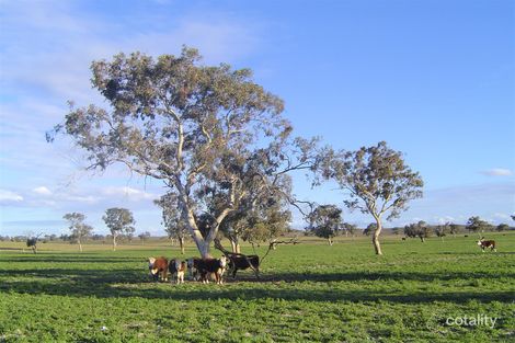 822 Two Wells Rd, Tintinara, SA 5266