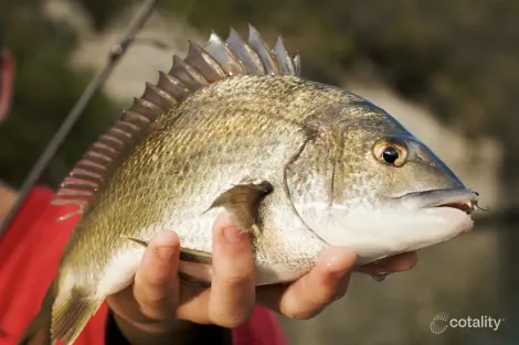 Property photo of 33 Mangrove View Moonee Beach NSW 2450