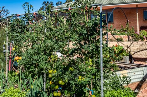 Property photo of 50 Stephen Road Waggrakine WA 6530