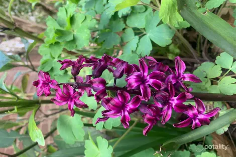 Property photo of 805 Mount Macedon Road Mount Macedon VIC 3441