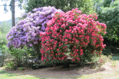 Property photo of 805 Mount Macedon Road Mount Macedon VIC 3441