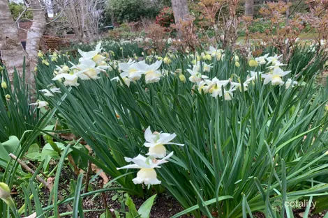Property photo of 805 Mount Macedon Road Mount Macedon VIC 3441