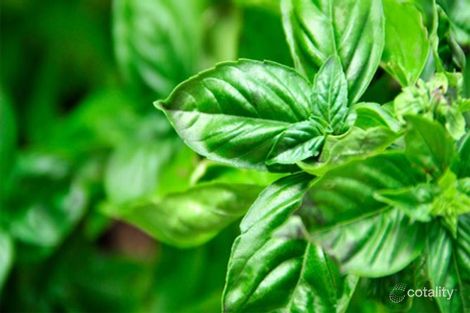 41 Basilio Ave, Landsdale, WA 6065