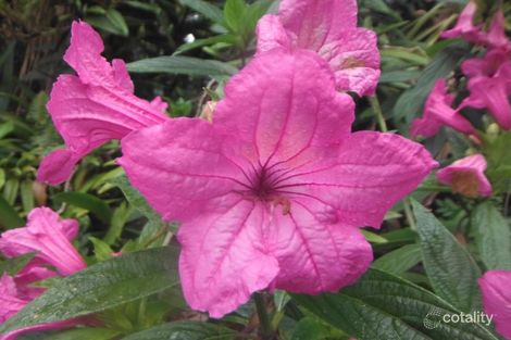 36 Oakland Park Dr, Hazeldean, QLD 4515