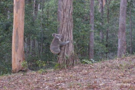 Property photo of 229 Trees Road Tallebudgera QLD 4228