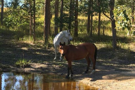 476 Paddys Flat Rd, Tabulam, NSW 2469