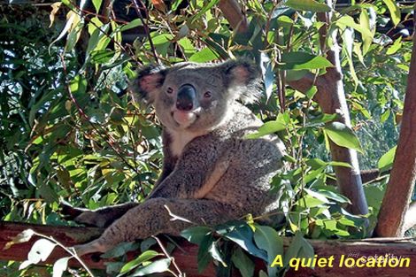 Property photo of 9 Marshall Crescent Aroona QLD 4551