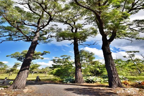Property photo of 449 Cobraball Road Cobraball QLD 4703