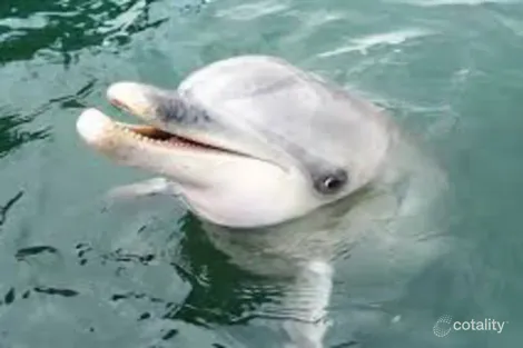 Property photo of 21 Tummel Circle Whyalla Jenkins SA 5609