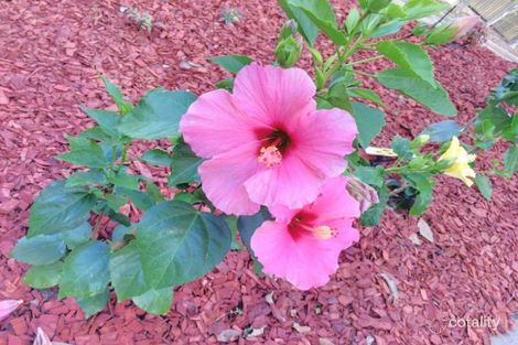 Property photo of 57/11 Ascog Terrace Toowong QLD 4066