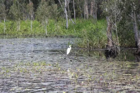 Property photo of 310 Mollenhagens Road Winfield QLD 4670