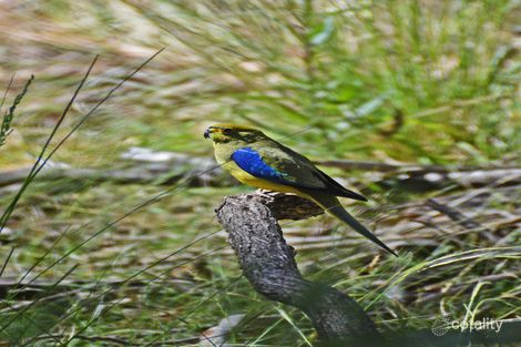 199 Sharpes Lane, Glenlyon, VIC 3461