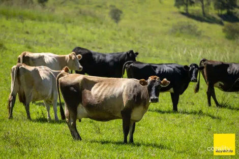 1989 Waukivory Rd, Waukivory, NSW 2422