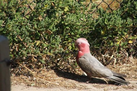 93 Cinnamon Mndr, Two Rocks, WA 6037