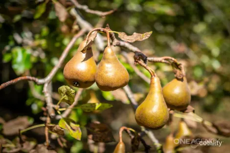 Property photo of 107 Havelock Street Smithton TAS 7330