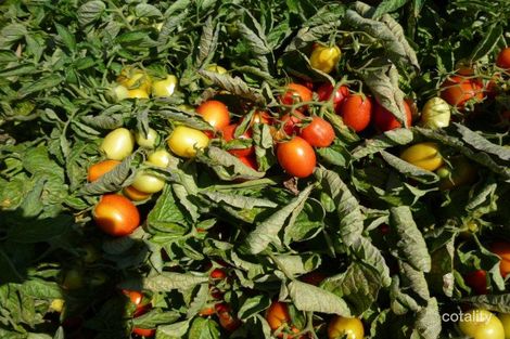 Cantwell Rd, Echuca West, VIC 3564