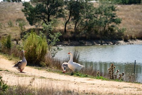 Property photo of 1100 Basalt Road Shepherds Flat VIC 3461