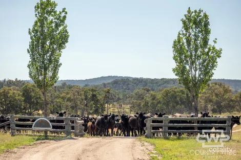 391 Carrot Farm Rd, Deepwater, NSW 2371