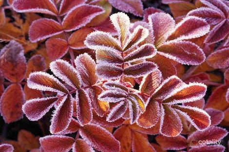 3 Honeyeater Tce, Ellenbrook, WA 6069