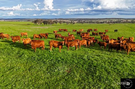 3985 Purlewaugh Rd, Purlewaugh, NSW 2357