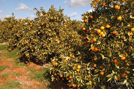 792 Kidman Way, Tharbogang, NSW 2680