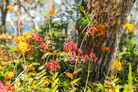 Property photo of 265 Cams Boulevard Summerland Point NSW 2259