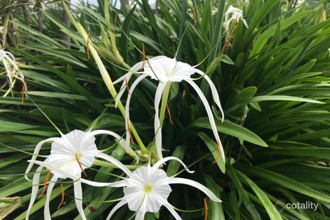 Property photo of 58 Amaroo Drive Mareeba QLD 4880