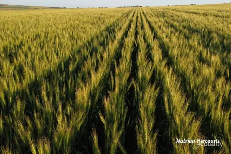 Lot 4 Larard Rd, Sandy Gully, WA 6535