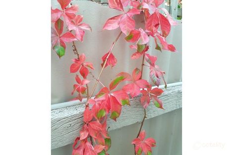 18a Bucknall Rd, Glanville, SA 5015