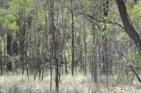 Lot 160 Lucky Rd, Tara, QLD 4421