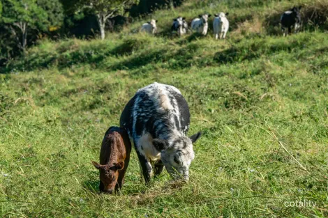 Contact Agent For Address, Sleepy Hollow, NSW 2483