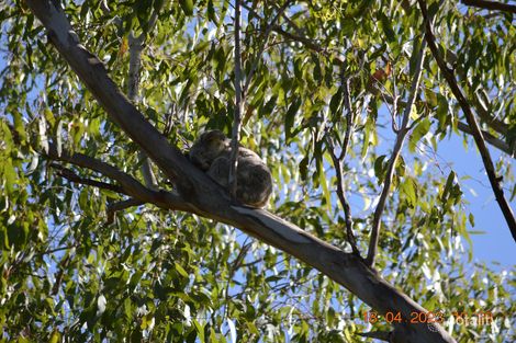 Property photo of 25 Burrows Street Moore QLD 4314