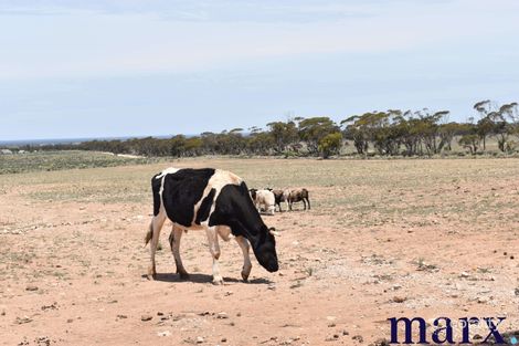 Property photo of LOT 895 Koch Road Steinfeld SA 5356