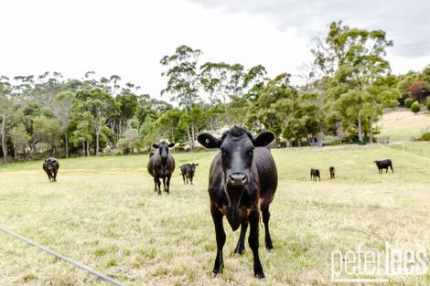 Property photo of 59 Tattersalls Road Beaconsfield TAS 7270