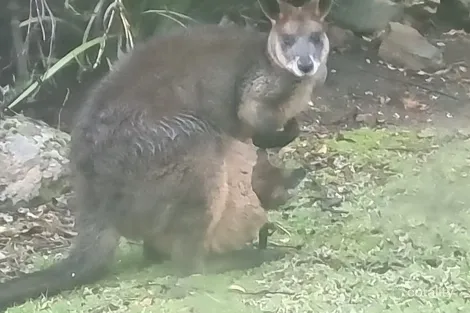 Property photo of 131 Mt Cecelia Road Gooram VIC 3666