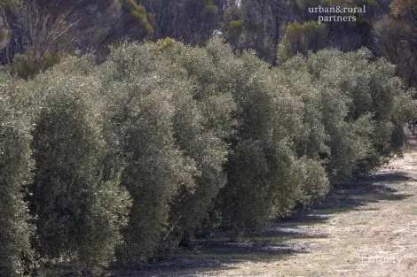 1575 Kringin Rd, Karte, SA 5304