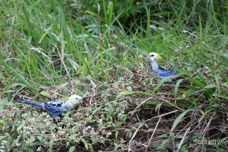 Property photo of 368 Rasmussen Road Mount Archer QLD 4514