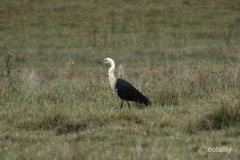 Property photo of 368 Rasmussen Road Mount Archer QLD 4514