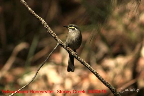 368 Rasmussen Rd, Mount Archer, QLD 4514