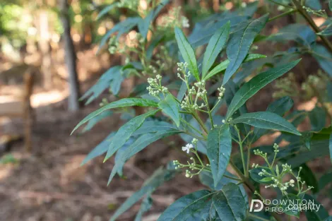 Property photo of 37 Grays Road Fern Tree TAS 7054