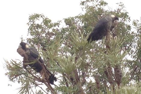 Property photo of 93 Kangaroo Loop Birchmont WA 6214