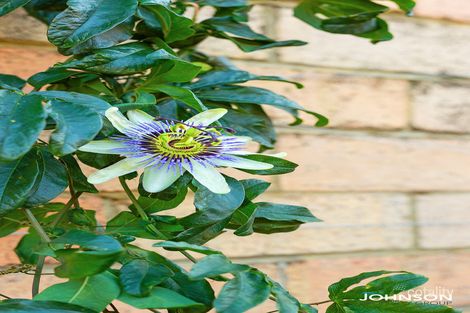 3/98 Tyler St, Tuart Hill, WA 6060