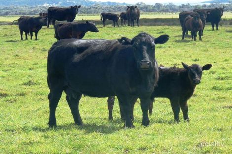 141 Tomahawk Rd, Tomahawk, TAS 7262