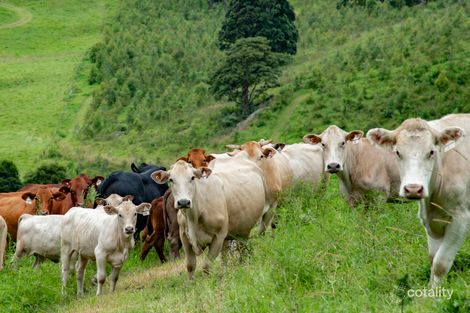 26 Hayters Rd, Natural Bridge, QLD 4211