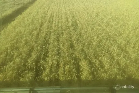 Property photo of 1100 Propodollah Road Nhill VIC 3418